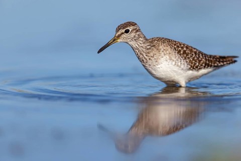 Wood sandpiper (Tringa glareola), Chevalier sylvain, Andarríos Bastardo, Raysut, Salalah, Sohar,