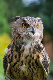 Portrait of an Eurasian Eagle Owl, Bubo bubo. Green vegetation in the background