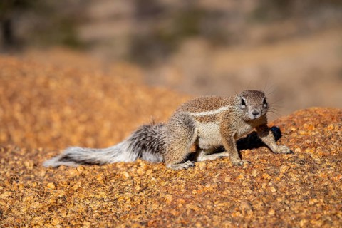 Cape ground squirrel (Xerus inauris), Pontok-Berge, Spitzkoppe, Große Spitzkuppe Nature Reserve,