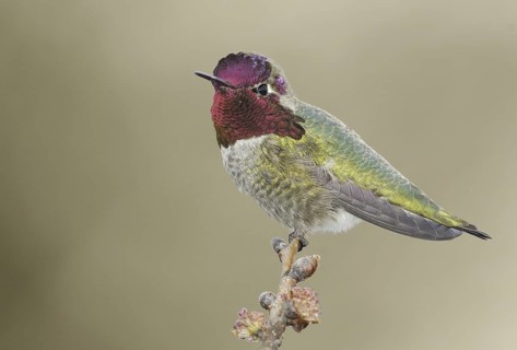 Anna's Hummingbird (Calypte anna), British Columbia, Canada