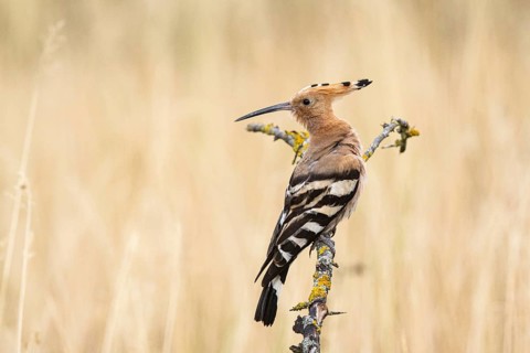Hoopoe (Upupa epops) Hungary