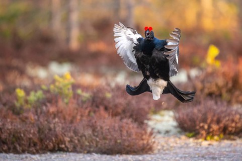 Black grouse (Lyrurus tetrix), black grouse courtship in Sweden, Fågelsjö, Gävleborgs län, Sweden