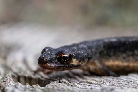 Pond newt (Lissotriton vulgaris), Emsland, Lower Saxony, Germany