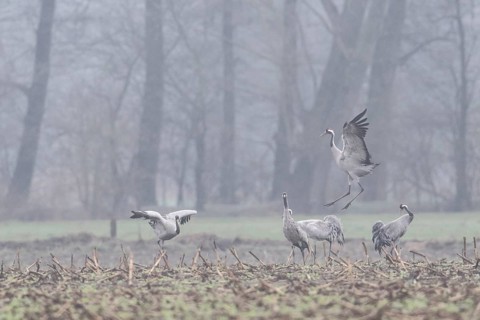 Cranes (Grus grus), Fischerhuder Wümmeniederung, Lower Saxony, Germany