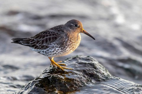 MeerstrandlÃ¤ufer