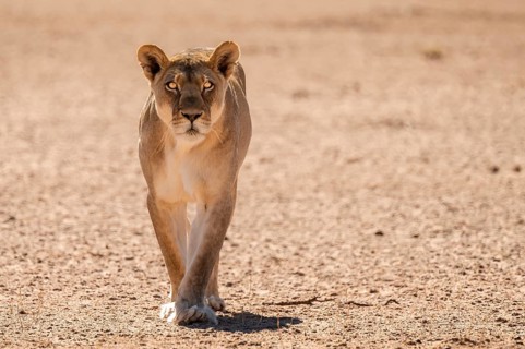 Lioness (Panthera leo) walking towards camera, Kgalagadi Transfrontier National Park, Northern