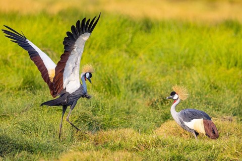 Crowned Crane (Balearica regulorum) courtship behavier South Luangwa NP Zambia August