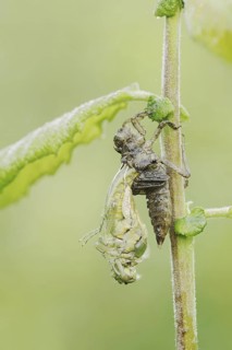 Black-tailed Skimmer (Orthetrum cancellatum), hatch, larva, dragonfly larva, North