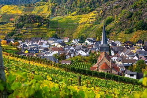Vineyards in autumn in the central Ahr valley, near Mayschoß, Rhineland-Palatinate