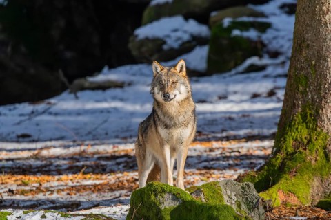 European gray wolf (Canis lupus lupus) standing in a forest in winter, snow, Bavaria, Germany