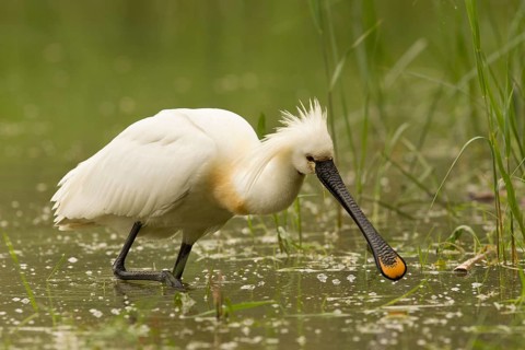 Eurasian Spoonbill (Platalea leucorodia), Serbia