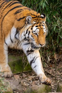 Siberian tiger (Panthera tigris tigris) walking in a forest, captive, incidence in Russia and