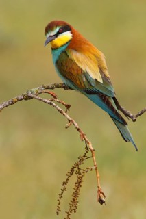European Bee-eater (Merops apiaster), Castile, Spain