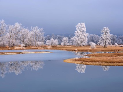 Frozen pond and trees in hoarfrost, nature reserve, Schoren, Mühlau, Freiamt, Aargau Canton,