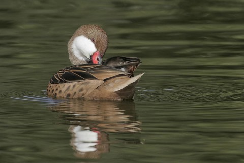 White-cheeked Pintail (Anas bahamensis), Arizona, USA
