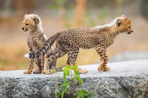 Cheetah (Acinonyx jubatus) youngsters playing with each other, captive, occurrence Africa