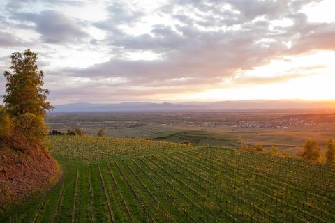 Sunset over vineyards at Mondhalde near Bischoffingen. View towards the Rhine Valley and Vosges