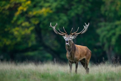 Red deer (Cervus elaphus) in rut, Klamptenborg, Copenhagen, Denmark