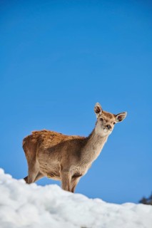 Red deer (Cervus elaphus) hind on a snowy meadow in the mountains in tirol, Kitzbühel, Wildpark