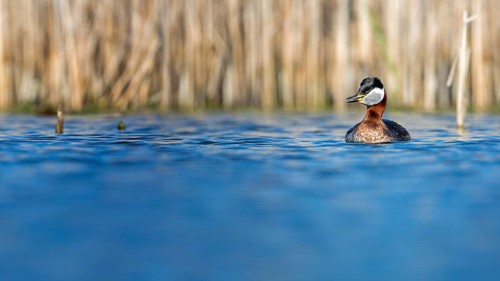 Red-necked Grebe (Podiceps grisegena), Saxony-Anhalt, Germany