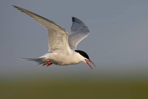 Common Tern (Sterna hirundo), Texel, Netherlands