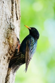 Starling (Sturnus vulgaris) at the breeding den, North Rhine-Westphalia, Germany