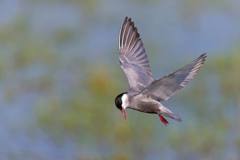 Weißbart-Seeschwalbe, Weißbartseeschwalbe, Whiskered Tern, Chlidonias hybridus, Chlidonias hybrida,