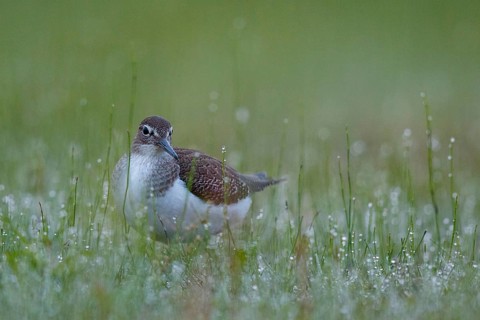 Common Sandpiper (Actitis hypoleucos) foraging, North Rhine-Westphalia, Germany