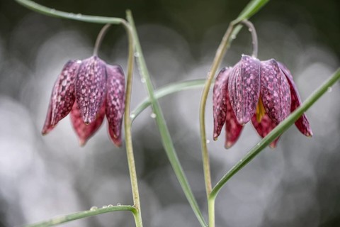 Snake's Head Fritillary (Fritillaria meleagris), Emsland, Lower Saxony, Germany