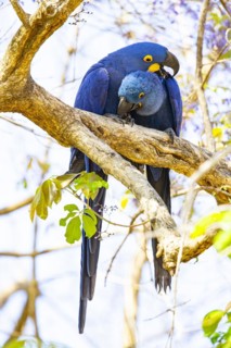 Hyacinth Macaw (Anodorhynchus hyacinthinus) Pantanal Brazil