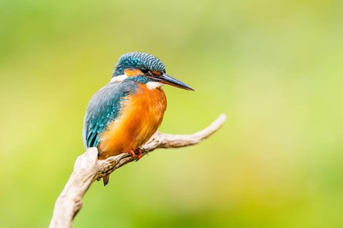 Common kingfisher (Alcedo atthis) sitting on an old wooden branch in late summer, wildife, Bavaria,