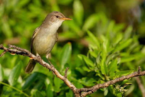 Olive warbler, (Hippolais olivetorum), animal, animals, bird, birds, biotope, habitat, perch,