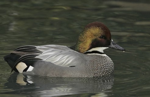 Falcated Duck (Mareca falcata) male, California, USA