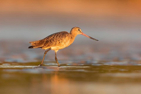 Marbled Godwit (Limosa fedoa) foraging, Florida, USA