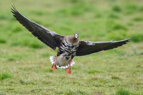 Greater White-fronted Goose (Anser albifrons) flying, North Rhine-Westphalia, Germany