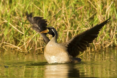 Masked Finfoot (Heliopais personatus) male flapping wings, Seletar Reservoir, Singapore