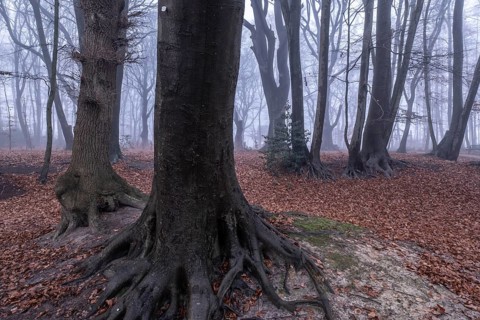 Beech forest (Fagus sylvatica) in the fog, Emsland, Lower Saxony, Germany