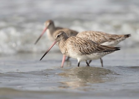 Bar-tailed Godwit (Limosa lapponica) foraging, Gambia