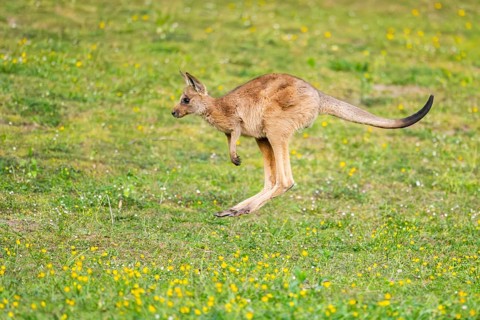 Eastern Gray Kangaroo (Macropus giganteus) youngster jumping on a meadow, captive, Germany