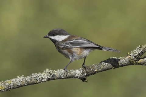 Chestnut-backed Chickadee (Poecile rufescens), British Columbia, Canada