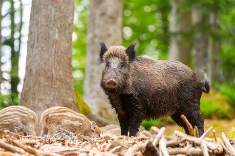 Wild boar (Sus scrofa) mother with her piglets (Squeaker) in a forest, Bavaria, Germany