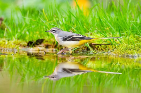 Grey Wagtail (Motacilla cinerea) hunting at a little lake in a swamp, wildlife, Germany