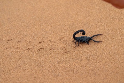 Black scorpion (Parabuthus villosus) running across sand, Namib Desert near Swakopmund, Namibia