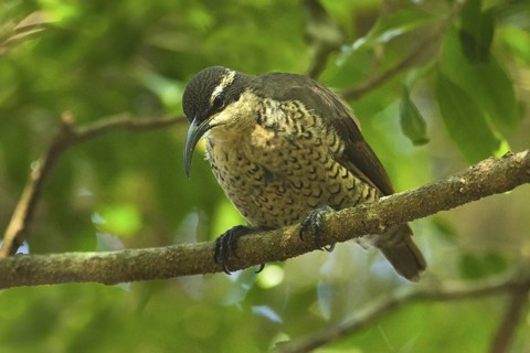 Paradise Riflebird (Ptiloris paradiseus) female, Queensland, Australia