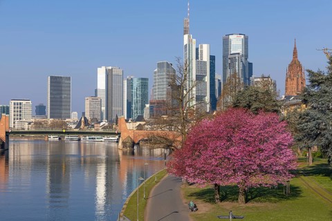 The ornamental cherries on the banks of the Main in Frankfurt start to bloom at spring arrival,