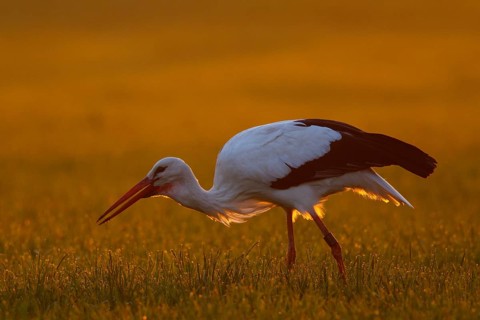 White Stork (Ciconia ciconia) foraging, North Rhine-Westphalia, Germany