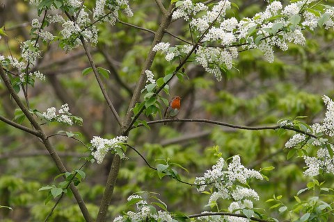 Robin (Erithacus rubecula) sitting on a branch of a common European Bird Cherry (Prunus padus),