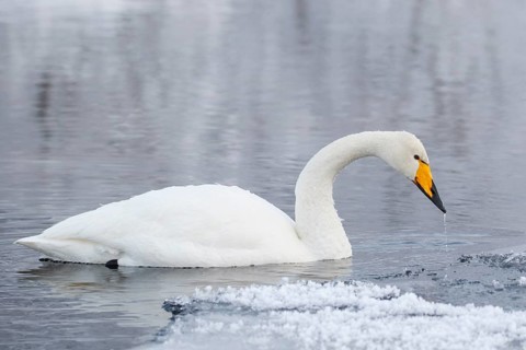 Whooper Swan (Cygnus cygnus), Finland