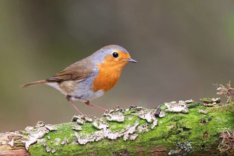 European Robin (Erithacus rubecula) perched on a mossy tree trunk, North Rhine-Westphalia, Germany