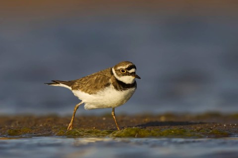 Little Ringed Plover (Charadrius dubius) female foraging, North Rhine-Westphalia, Germany